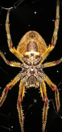Arthropod Insect Spider Live Wallpaper