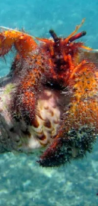Water Vertebrate Marine Invertebrates Live Wallpaper