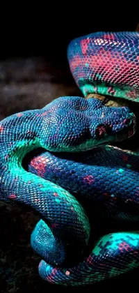 Snake Organism Scaled Reptile Live Wallpaper