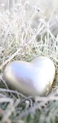 Food Plant Twig Live Wallpaper