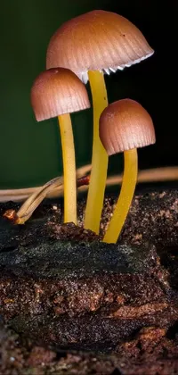 Mushroom Leaf Natural Environment Live Wallpaper