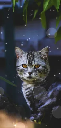 Cat Felidae Nature Live Wallpaper