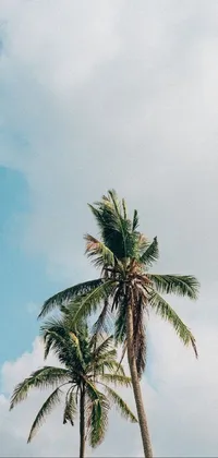 Cloud Sky Coconut Live Wallpaper