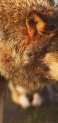 Carnivore Red Fox Whiskers Live Wallpaper