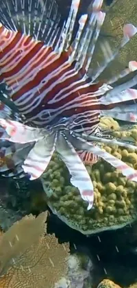 Water Lionfish Natural Environment Live Wallpaper