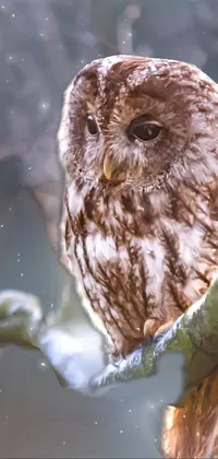 Water Bird Screech Owl Live Wallpaper