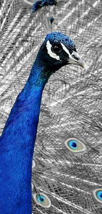 Bird Peafowl Blue Live Wallpaper