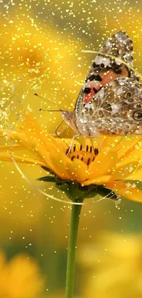 Water Pollinator Insect Live Wallpaper