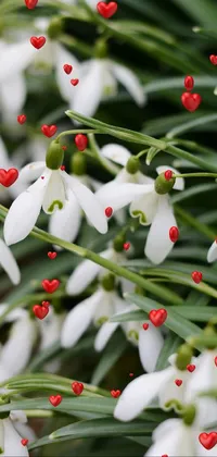 Plant White Green Live Wallpaper