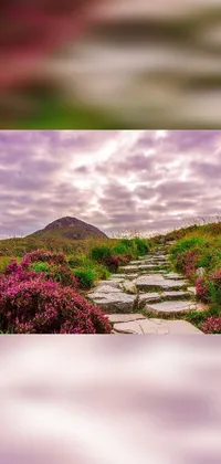 Cloud Sky Plant Live Wallpaper