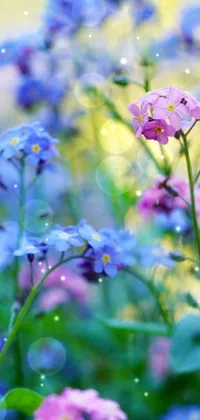 Flower Plant Petal Live Wallpaper