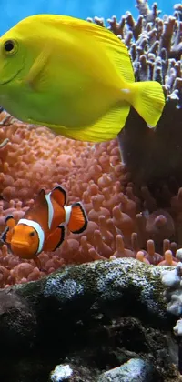 Water Underwater Anemone Fish Live Wallpaper