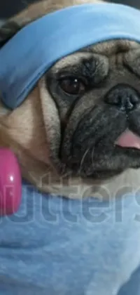 Pug Dog Dog Breed Live Wallpaper