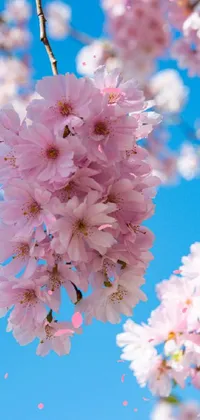 Flower Plant Daytime Live Wallpaper