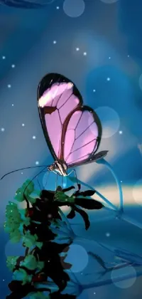 Pollinator Arthropod Butterfly Live Wallpaper