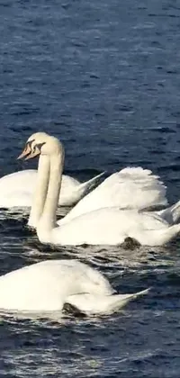 Water Bird Natural Environment Live Wallpaper