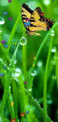 Nature Flower Plant Live Wallpaper