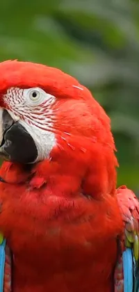 Bird Parrot Beak Live Wallpaper
