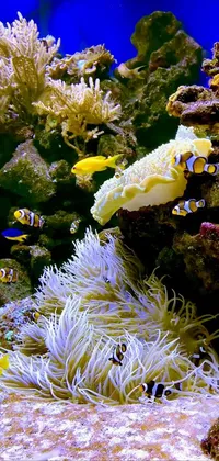 Water Reef Underwater Live Wallpaper