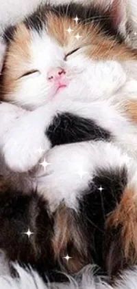 Carnivore Snout Cat Live Wallpaper