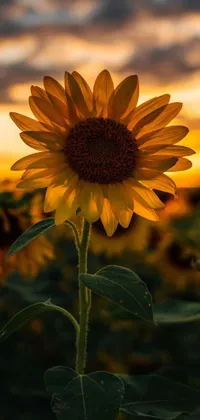 Flower Plant Grass Live Wallpaper