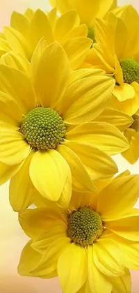 Flower Plant Petal Live Wallpaper