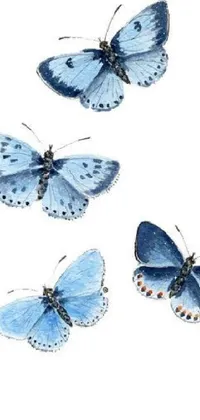 Nature White Blue Live Wallpaper