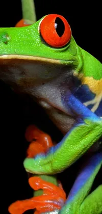 Frog Green Terrestrial Animal Live Wallpaper
