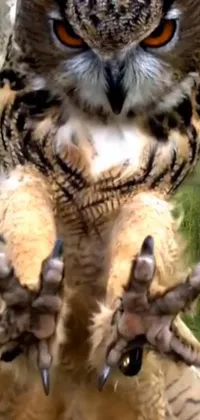 Nature Bird Terrestrial Animal Live Wallpaper