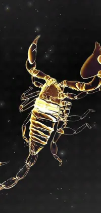 Invertebrate Arthropod Insect Live Wallpaper