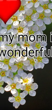 Flower Plant Petal Live Wallpaper