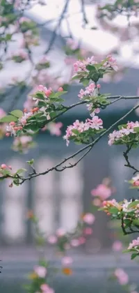 Flower Plant Petal Live Wallpaper