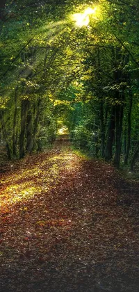 Plant Leaf Natural Landscape Live Wallpaper - free download Plant Leaf Natural Landscape Live Wallpaper - free download