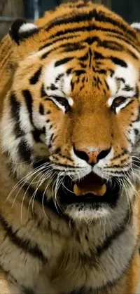 Angry Tiger Live Wallpaper - free download