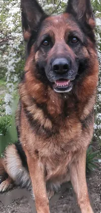 German Shepherd Dog Dog Plant Live Wallpaper