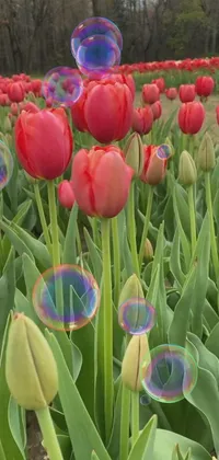 Flower Plant Petal Live Wallpaper