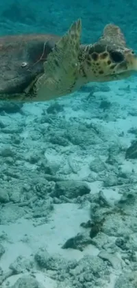 Water Vertebrate Underwater Live Wallpaper