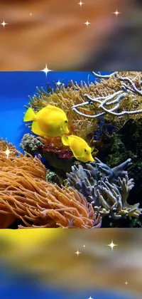 Underwater Organism Fish Live Wallpaper