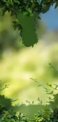 Plant Nature Leaf Live Wallpaper