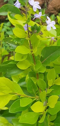 Plant Flower Leaf Live Wallpaper