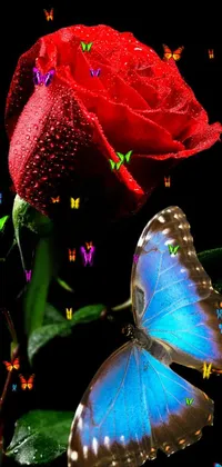 Pollinator Butterfly Flower Live Wallpaper