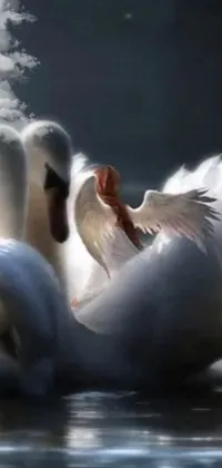 Water Bird Liquid Live Wallpaper