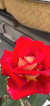 Flower Plant Petal Live Wallpaper