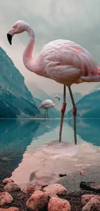 Water Bird Greater Flamingo Live Wallpaper