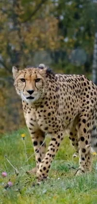 Cheetah Felidae Plant Live Wallpaper