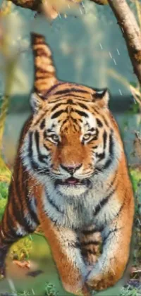 Tiger Jungle  Live Wallpaper