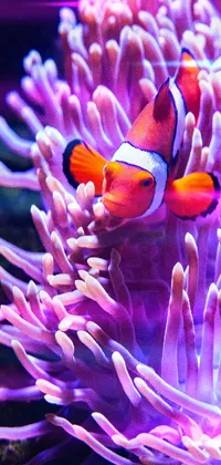 Anemone Fish Clownfish Underwater Live Wallpaper