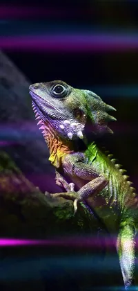 Reptile Organism Lizard Live Wallpaper