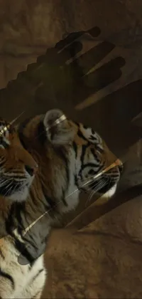tiger Live Wallpaper