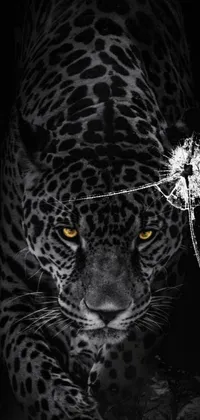 white jaguar wallpaper